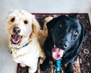 6 Ways to Keep your Pet-friendly Home Feeling Fresh