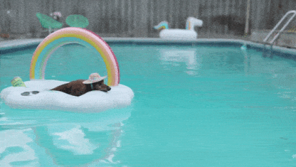 Dog Swimming in Pool