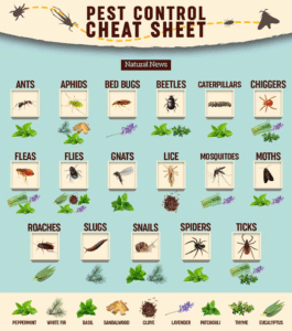 Pest Control Cheat Sheet