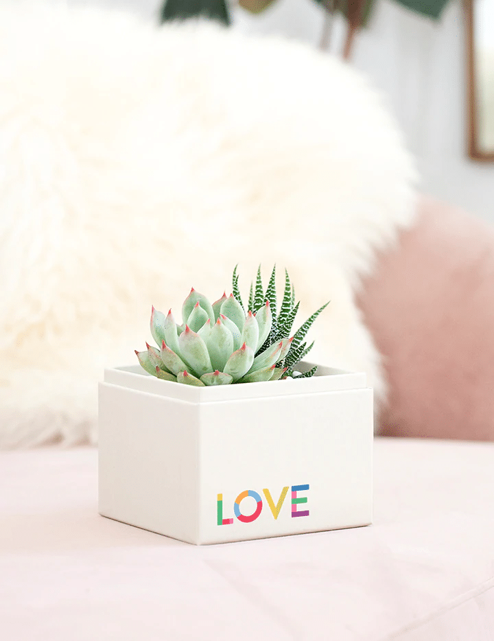 Pride boxed succulent by Lula's Garden