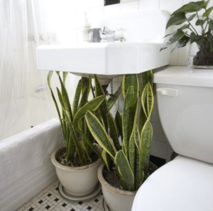 under sink plants