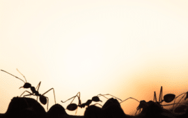 Silhouette of ants