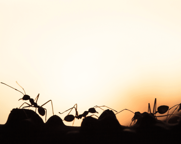 Silhouette of ants
