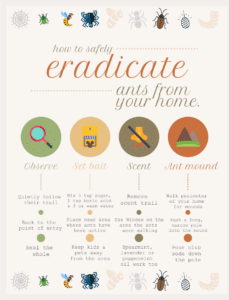 Infographic about Eradicating Ants in Your Home