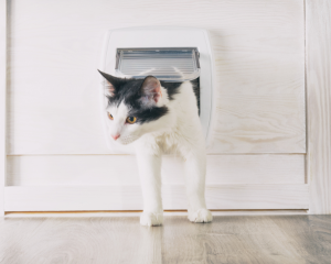 cat entering a home