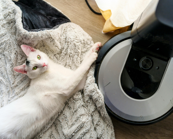 A white cat with black spots lounges on a soft, gray patterned blanket near a robot vacuum on a wood floor, appearing calm and curious.