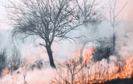 Bare trees stand amid thick, swirling gray smoke and bright orange flames engulfing dry grass, conveying a sense of urgency and danger.