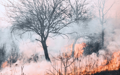 Fire Zone Disclosures: Don’t Let Your San Diego Home Sale Go Up in Smoke