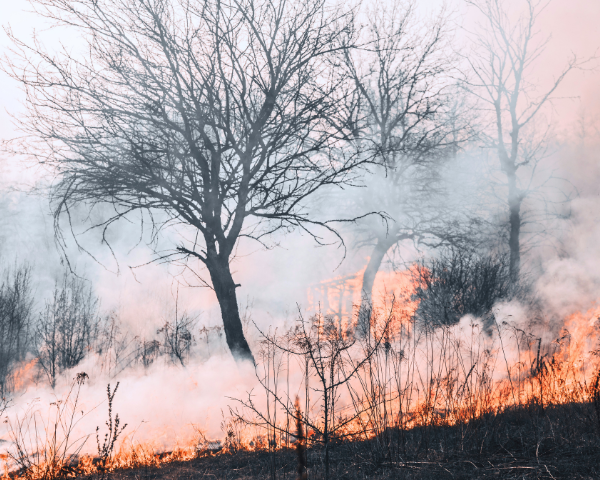 Bare trees stand amid thick, swirling gray smoke and bright orange flames engulfing dry grass, conveying a sense of urgency and danger.