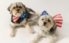 Two small dogs with fluffy fur wear festive bow ties featuring the American flag pattern. One dog is lying down, and the other sits beside it.