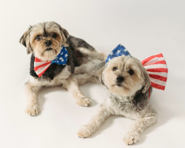 Two small dogs with fluffy fur wear festive bow ties featuring the American flag pattern. One dog is lying down, and the other sits beside it.