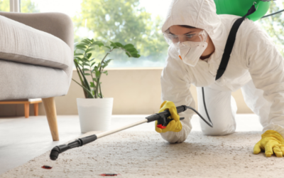 Why San Diego Homes Need Pest Control Year-Round